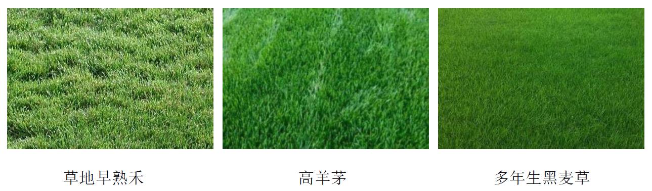 足球场草坪建植的冷季型草.jpg